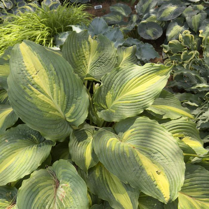 Hosta Shadowland® Love Story PP34224