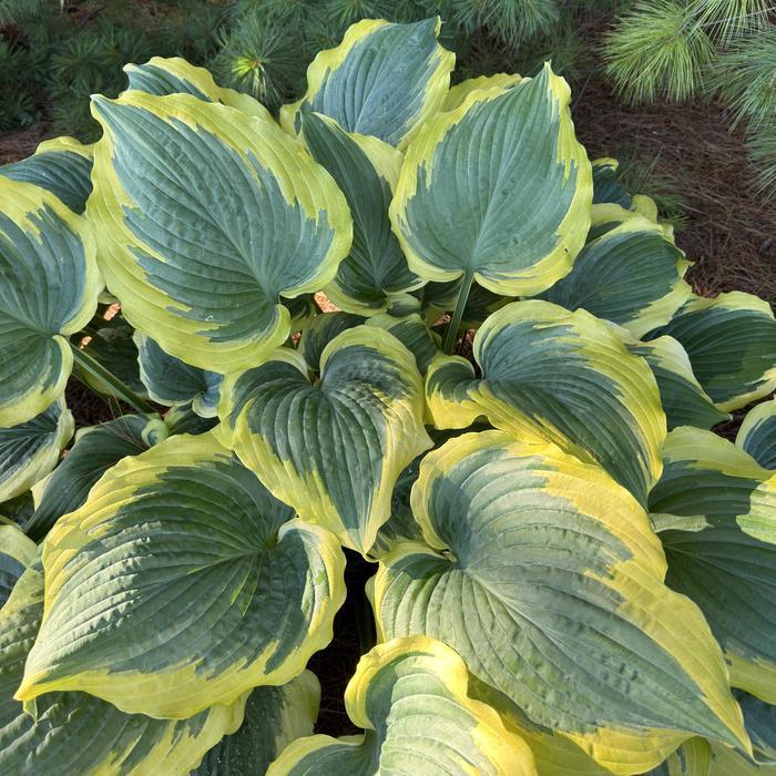 Hosta Shadowland® Seducer