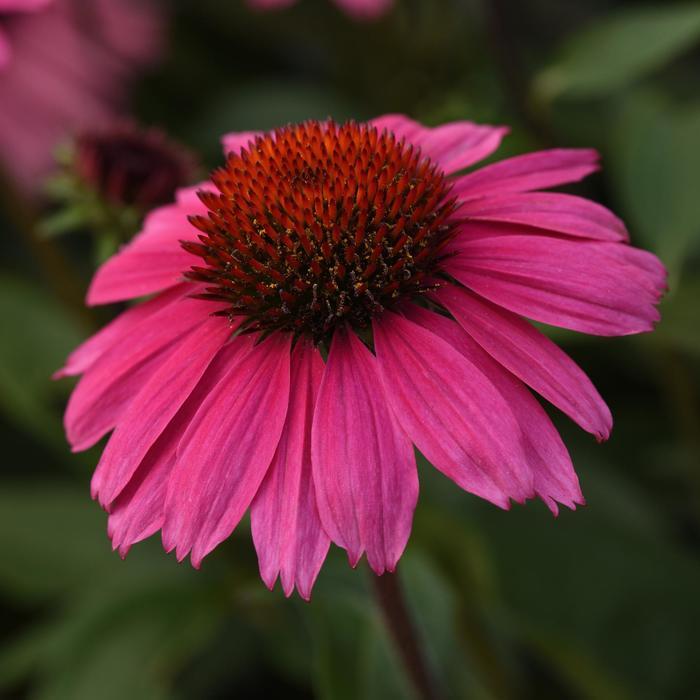 Echinacea x hybrida Sombrero® Rosada