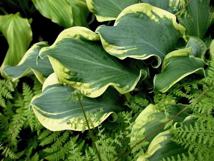 Hosta Shadowland® Wheee