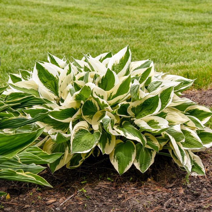 Hosta fortunei Patriot