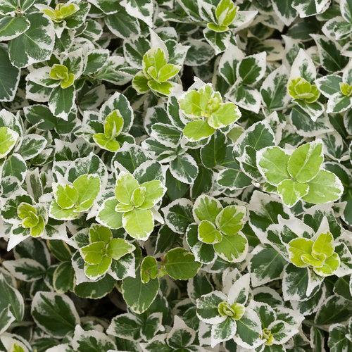 Euonymus fortunei White Album® PP23961
