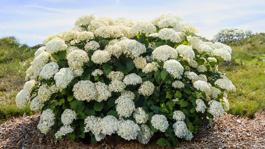 Hydrangea arborescens FlowerFull® PP35163