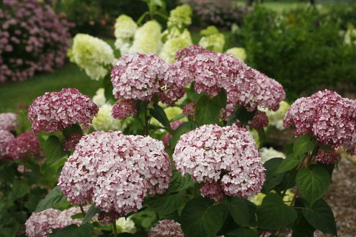 Hydrangea arborescens Incrediball® Blush PP28280