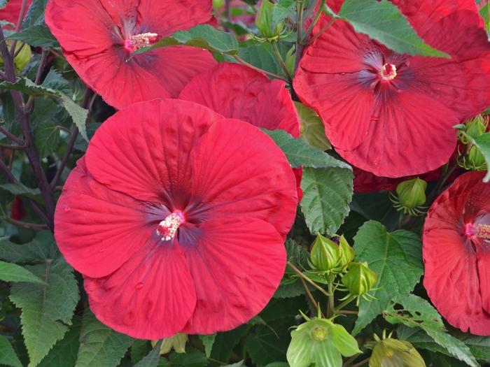 Hibiscus Vintage Wine