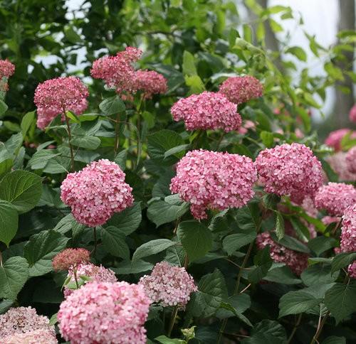 Hydrangea arborescens Invincibelle® Spirit II PP28316