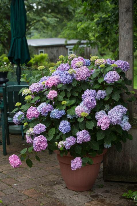 Hydrangea macrophylla BloomStruck®