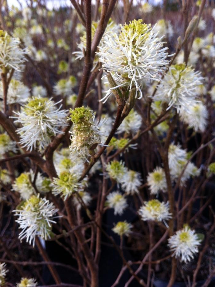 Fothergilla gardenii Mt. Airy