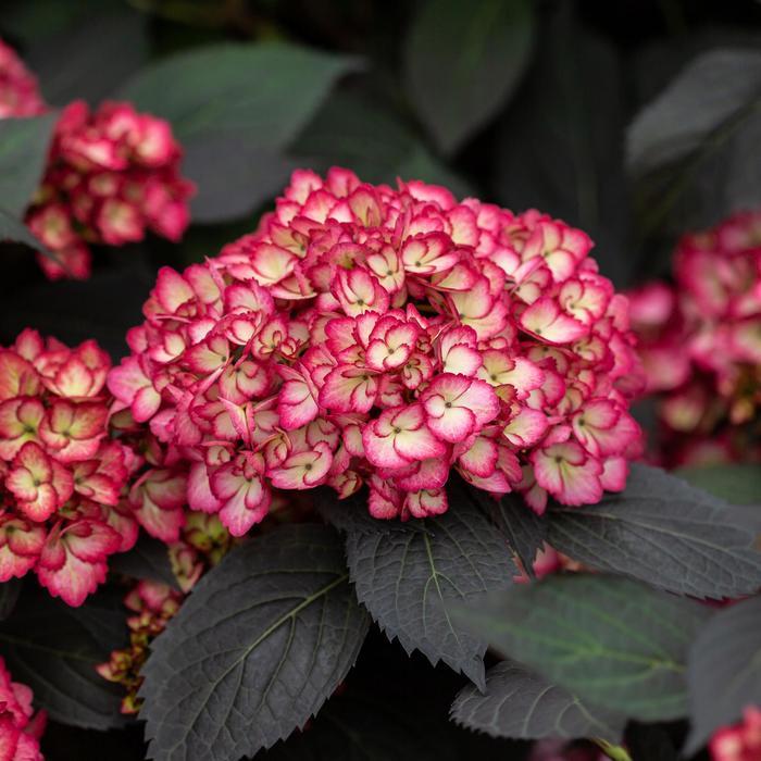 Hydrangea macrophylla First Edition® Eclipse® PP34544