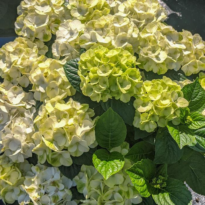 Hydrangea macrophylla Grin and Tonic™ PP35207