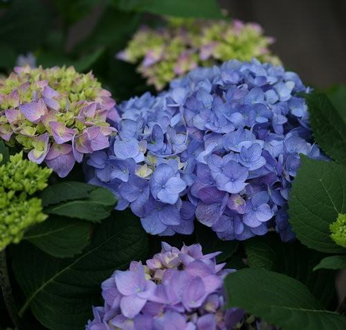 Hydrangea macrophylla Let's Dance® Rhythmic Blue®