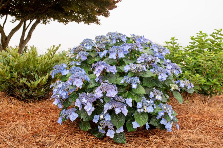 Hydrangea macrophylla Pop Star™ PP33708