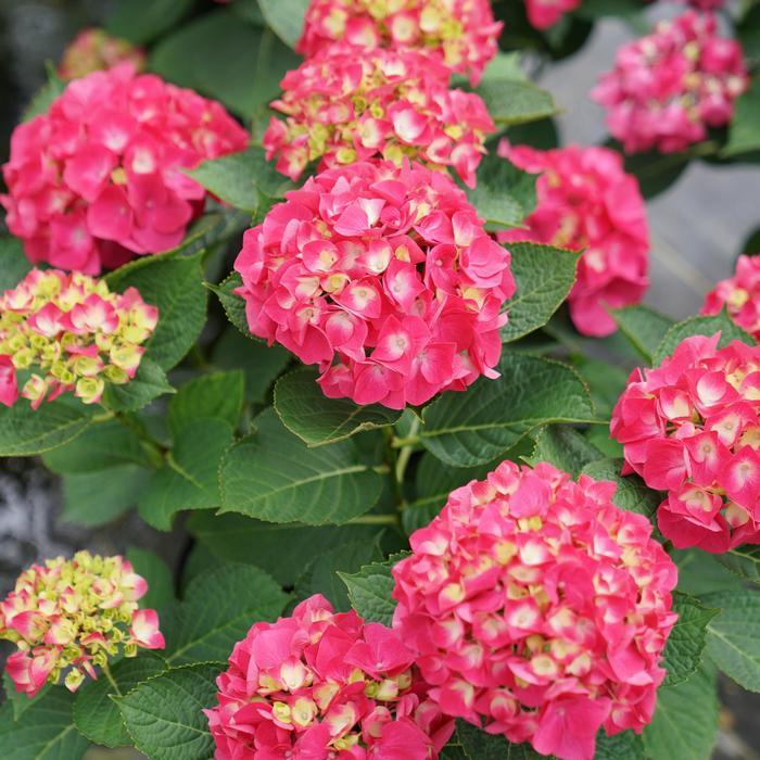 Hydrangea macrophylla Wee Bit Giddy® PP32317