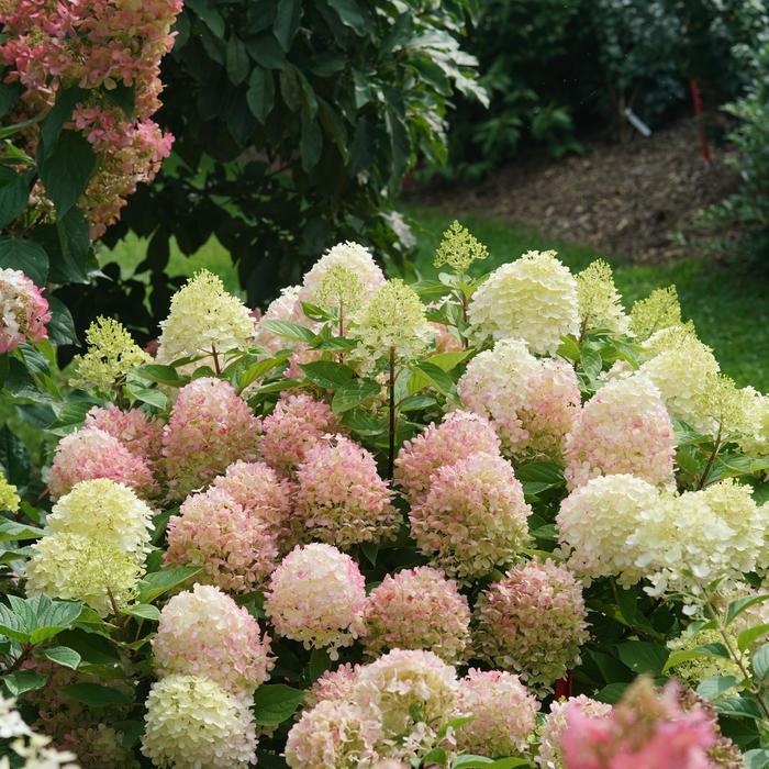 Hydrangea paniculata Fire Light Tidbit® PP32512