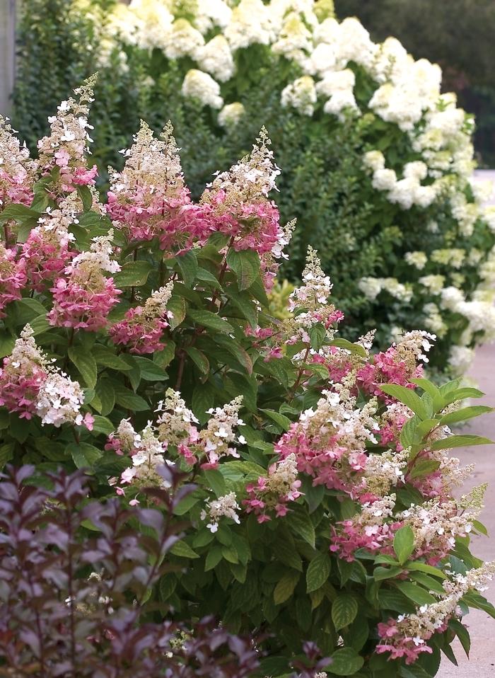 Hydrangea paniculata Pinky Winky® PP16166