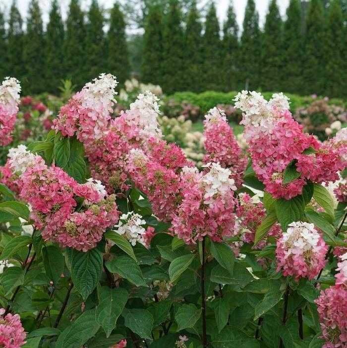 Hydrangea paniculata Pinky Winky Prime® PP35334