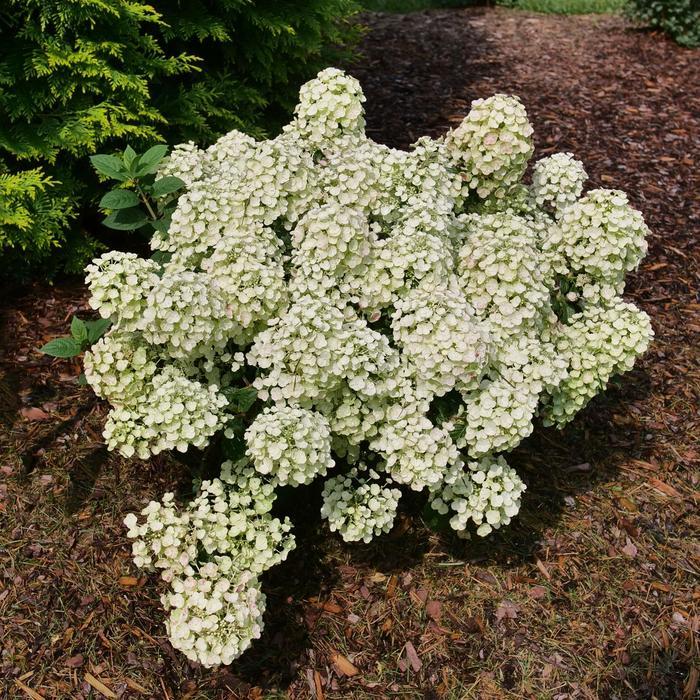 Hydrangea paniculata Tiny Quick Fire® PP34468