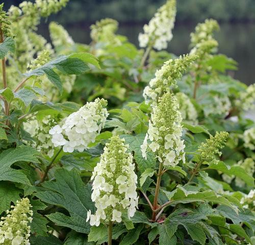Hydrangea quercifolia Gatsby Gal® PP25106