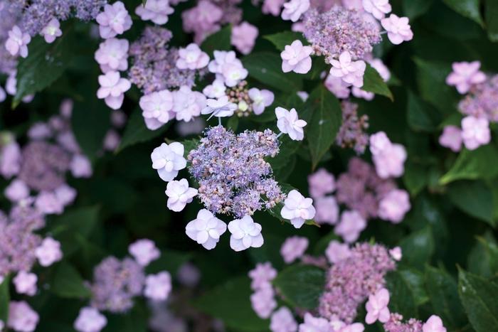 Hydrangea serrata Tiny Tuff Stuff™ PP24842