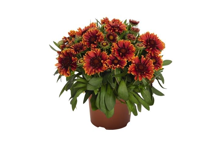 Gaillardia aristata Spintop™ Yellow Touch PP29206