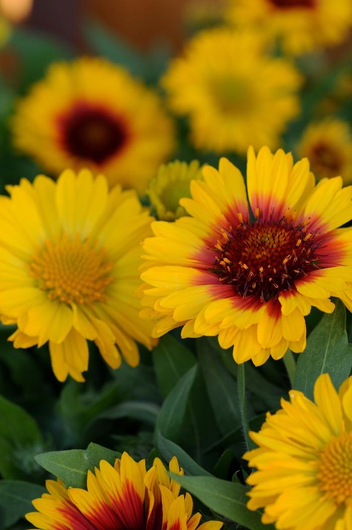 Gaillardia x grandiflora Mesa™ Bright Bicolor