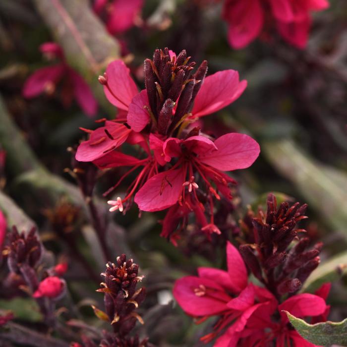 Gaura Belleza® Dark Pink PPAF