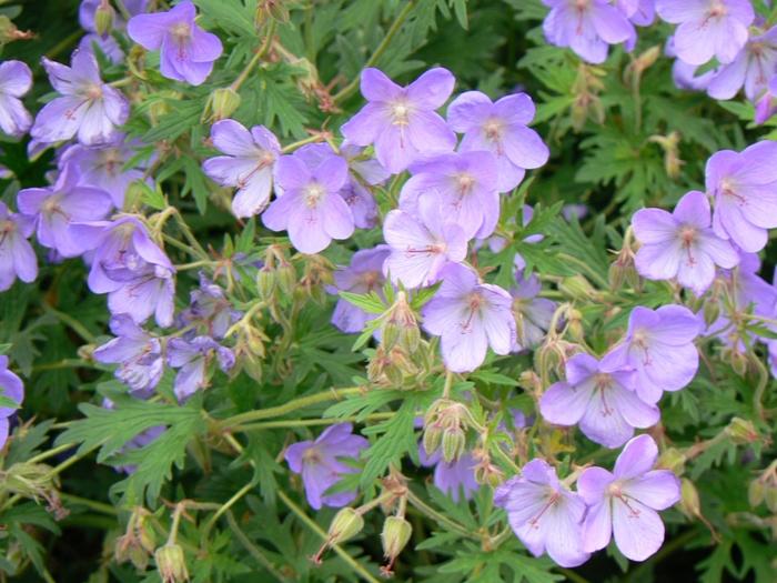 Geranium Rozanne®