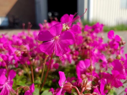 Geranium x cantaabrigiense Intense