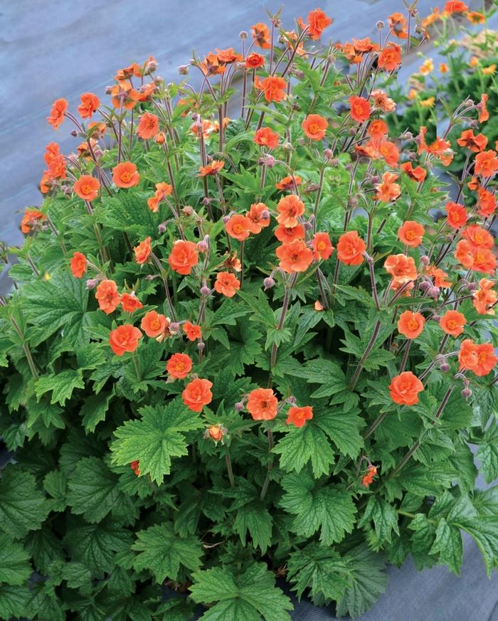 Geum Rustico™ Orange PP28238
