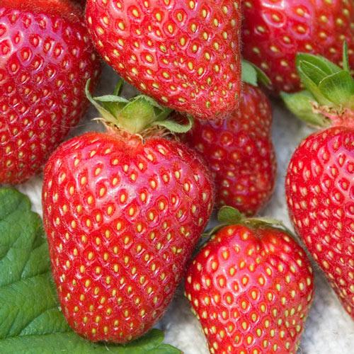 Fragaria x ananassa Allstar