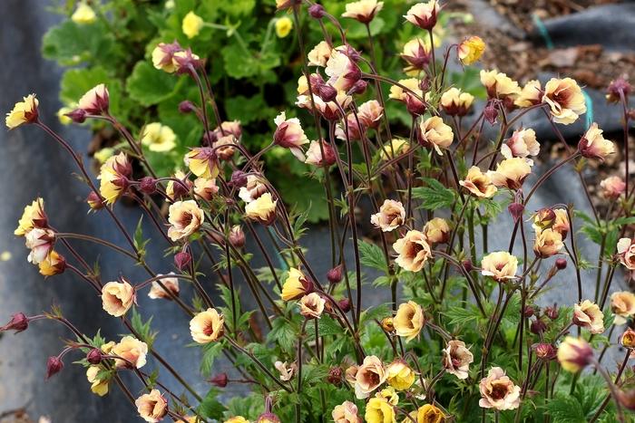 Geum Tempo™ Yellow