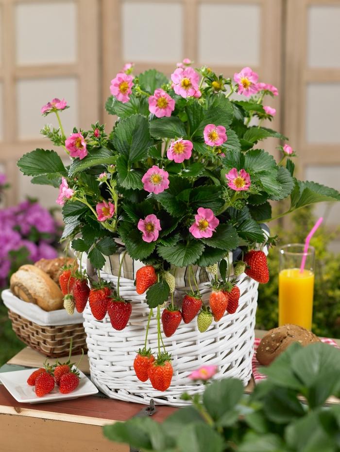 Fragaria x ananassa Gasana