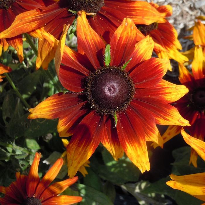 Echibeckia Summerina® Sunbeat™