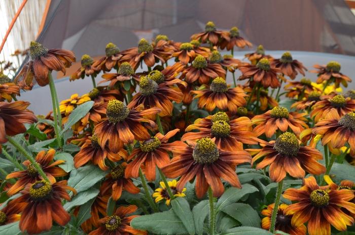 Echibeckia Summerina® Pumpernickle