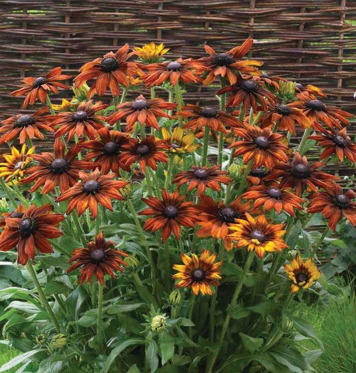 Echibeckia Summerina® Orange PP25221