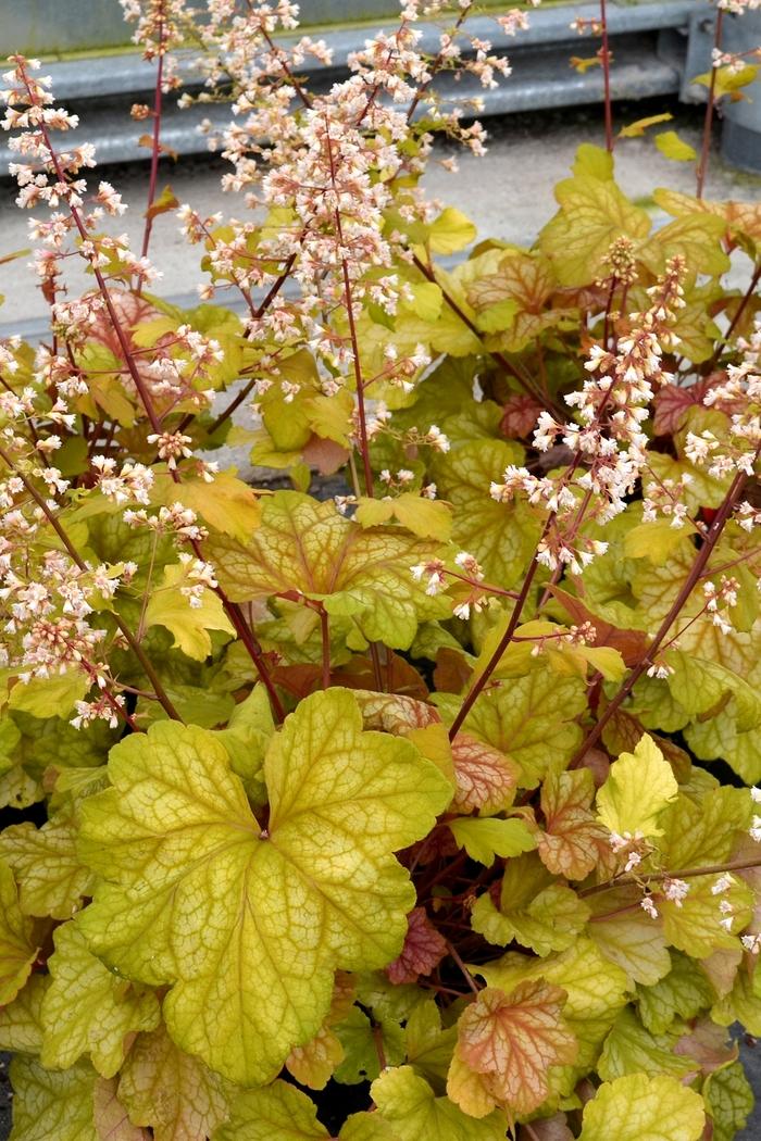 Heuchera Champagne