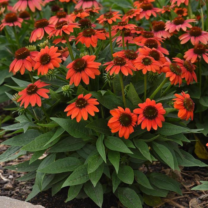 Echinacea x hybrida Sombrero® Poco™ Hot Coral PP23097