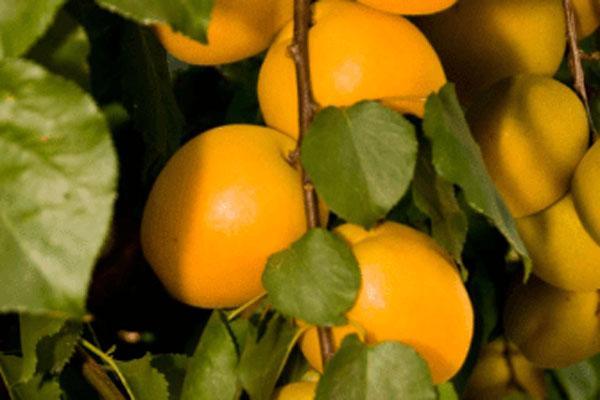 Apricot Semi-Dwarf Puget Gold