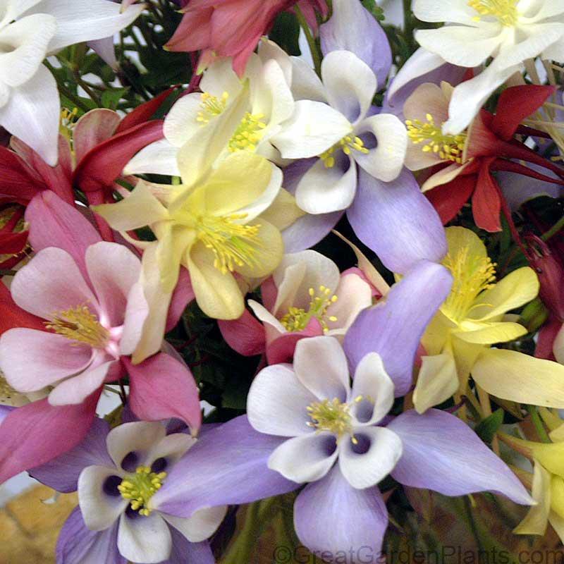 Aquilegia x hybrida Biedermeier