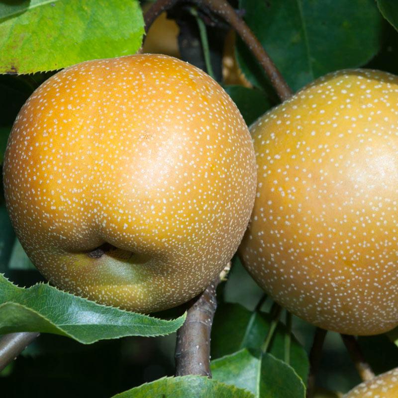 Asian Pear Semi-Dwarf 20th Century (Nijisseiki)