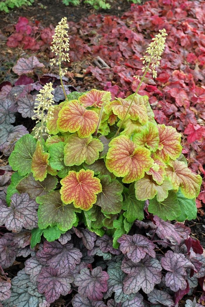 Heuchera Delta Dawn