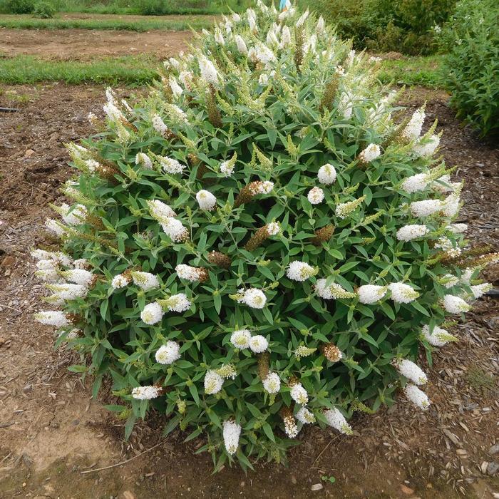 Buddleia davidii Dapper® White