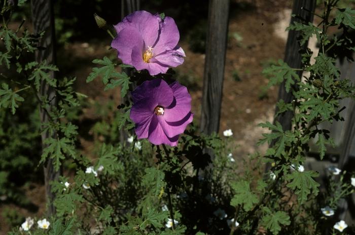 Callirhoe involucrata 