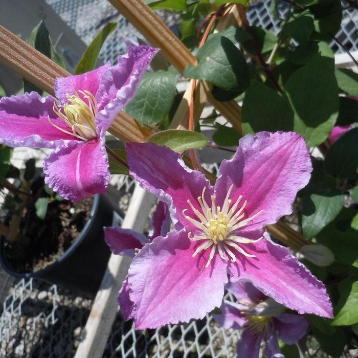 Clematis x Piilu