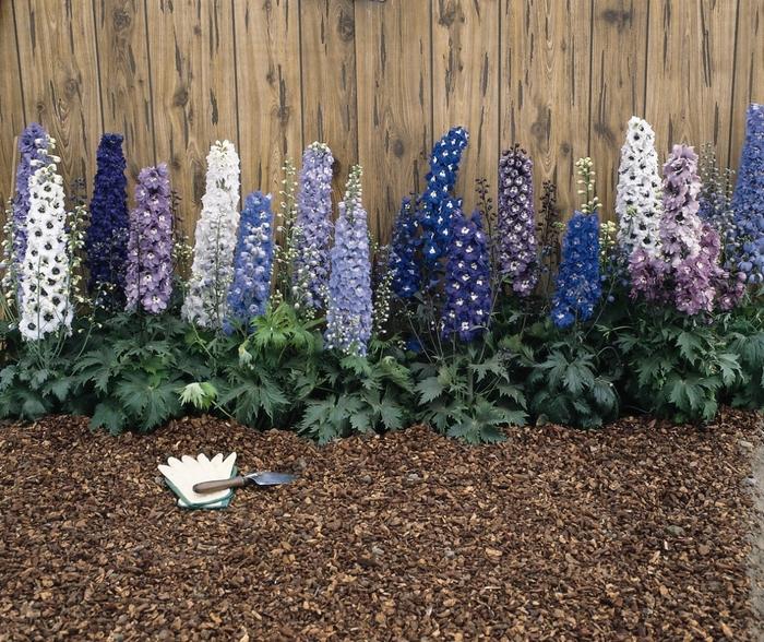 Delphinium grandiflorum Magic Fountains Mix