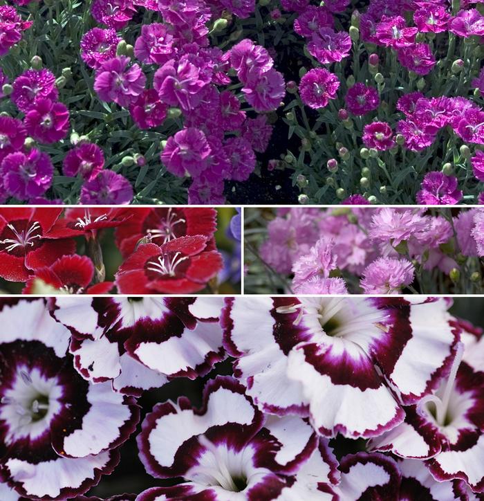 Dianthus Assorted