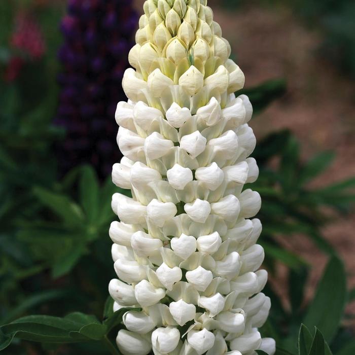 Lupinus Westcountry™ Polar Princess PPAF
