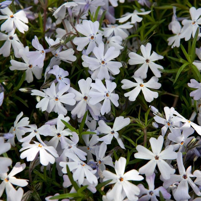 Phlox Spring® Lavender