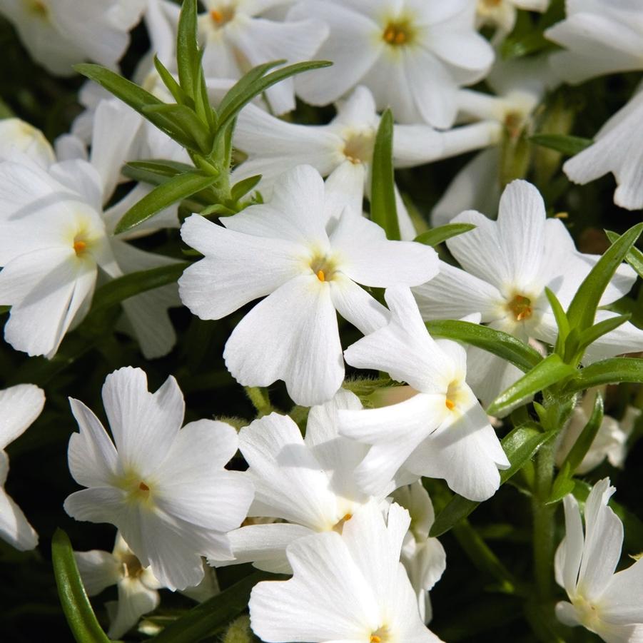 Phlox Spring® White