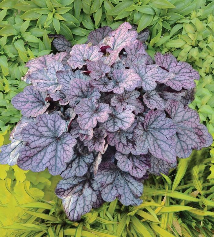 Heuchera Grape Expectations